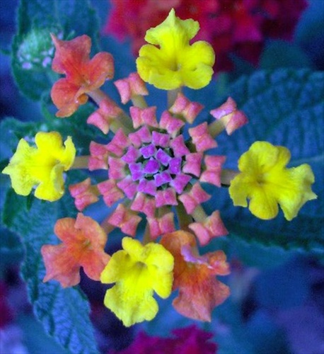 Lantana