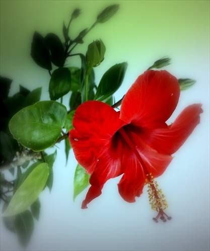 Čínsky kvet
