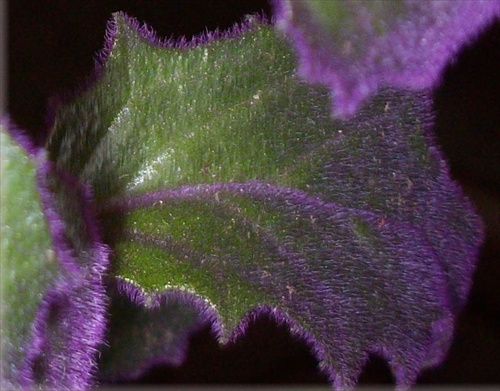 Gynura makro
