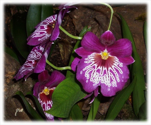 Orchideovo - nádhera