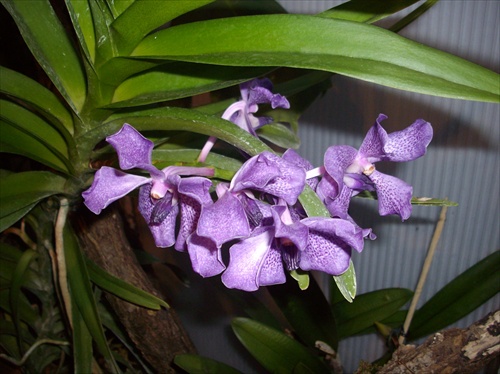 Orchideovo