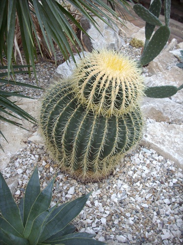 Kaktusová