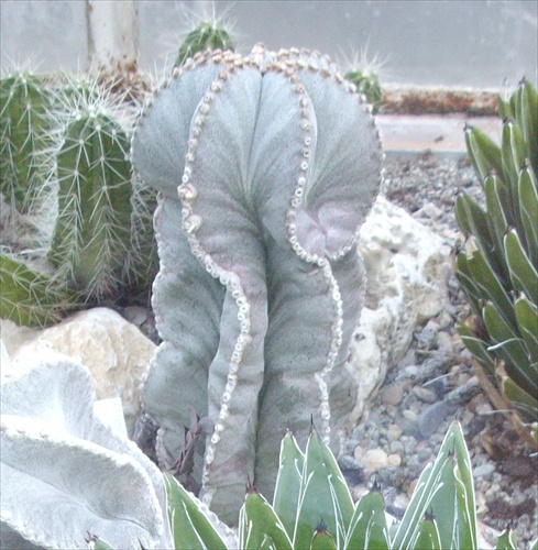 Kaktusová 2