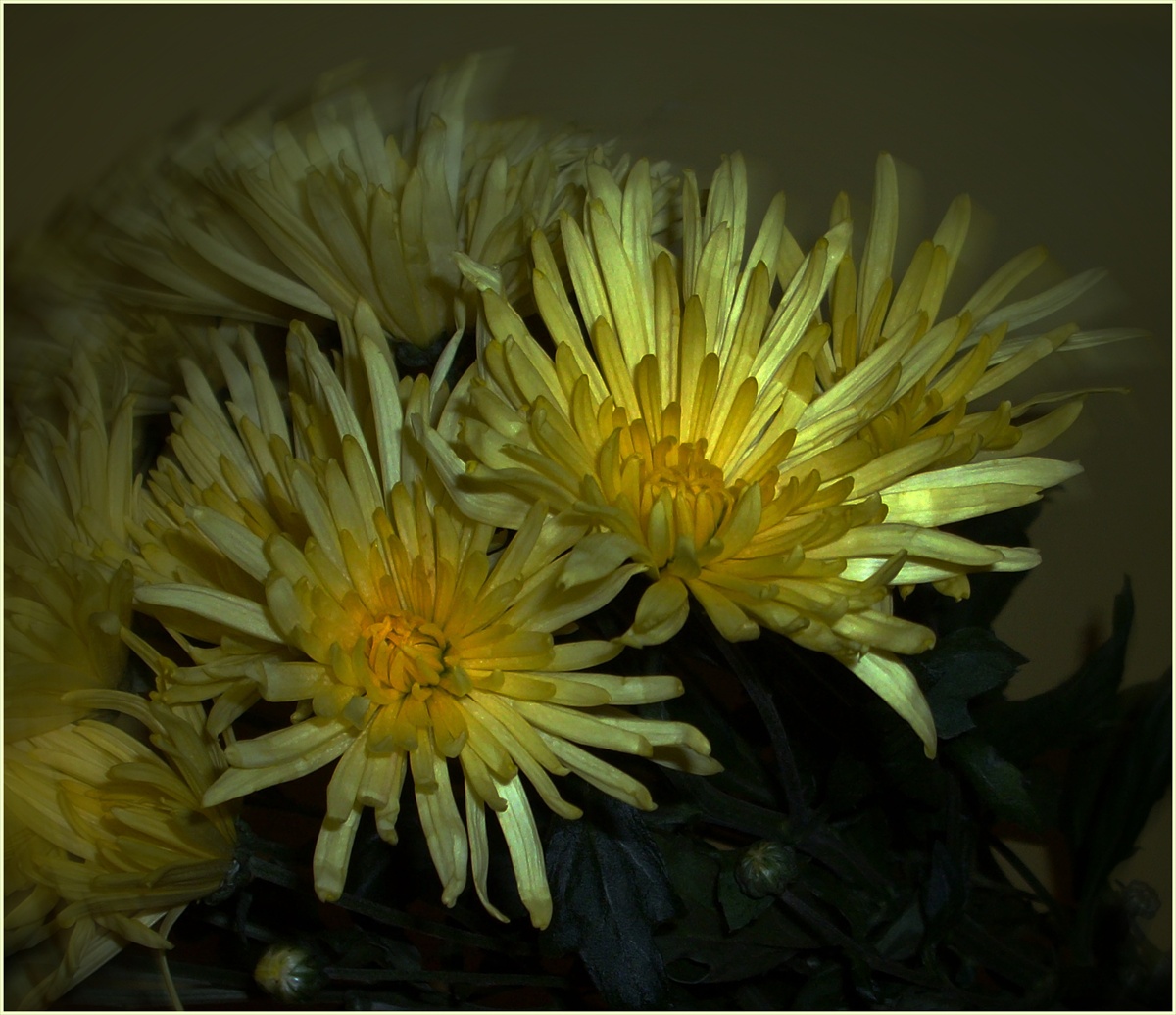 Svetlo chryzantém