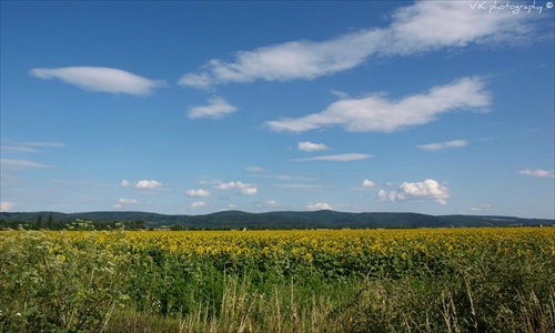 Slnečnicové pole