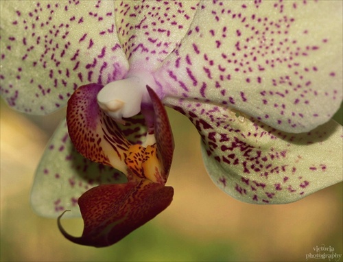 Orchidejka