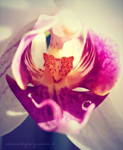 orchid.