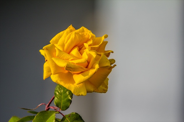 Žltá ruža