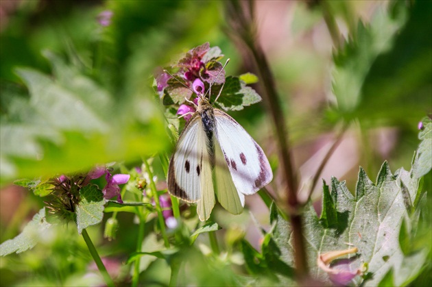 Biely motýľ