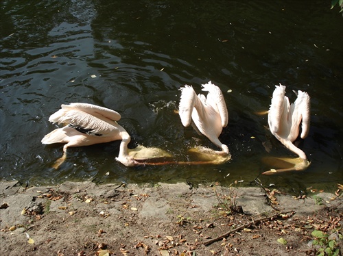 hladné pelikány