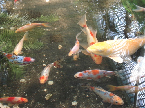 farebné rybičky