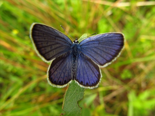 motýľ1