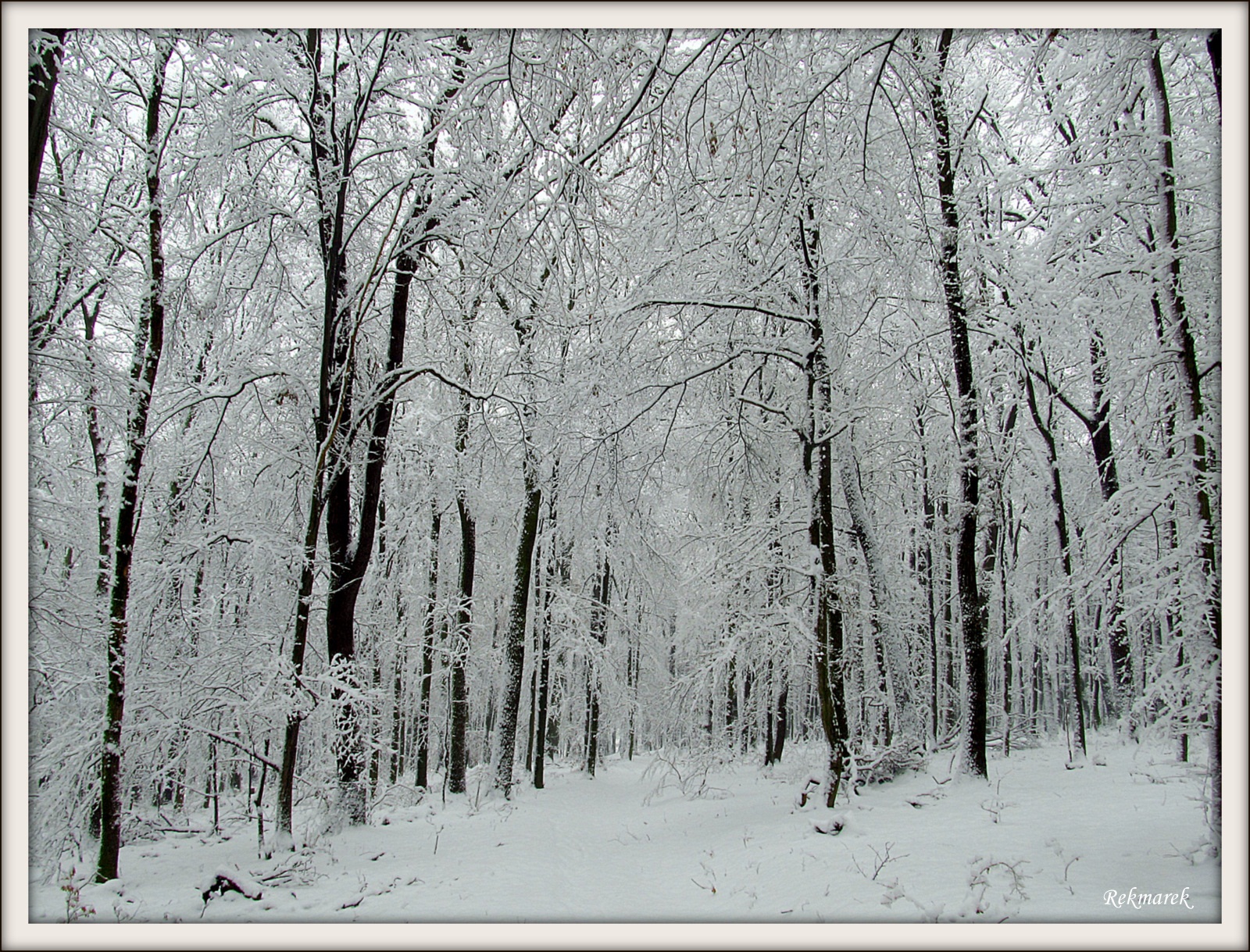 Bukový les v zime