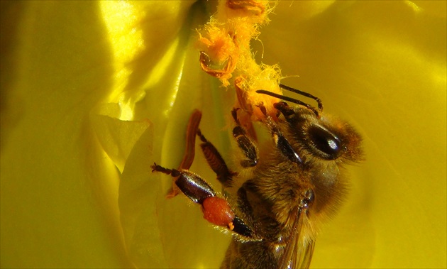 Divozel a včielka  3