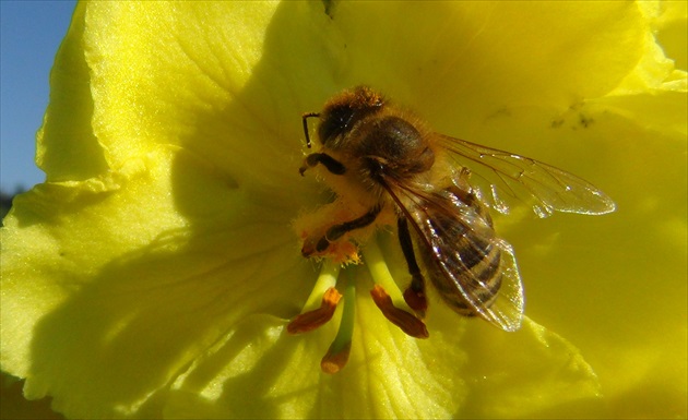 Divozel a včielka  2