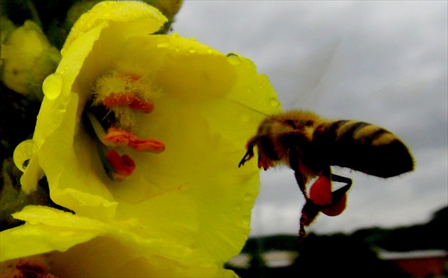 Divozel a včielka  1