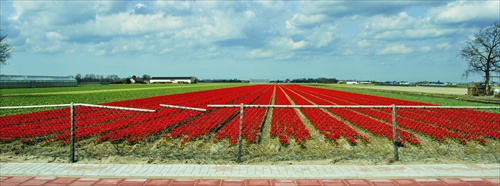 Tulipánová krajina.