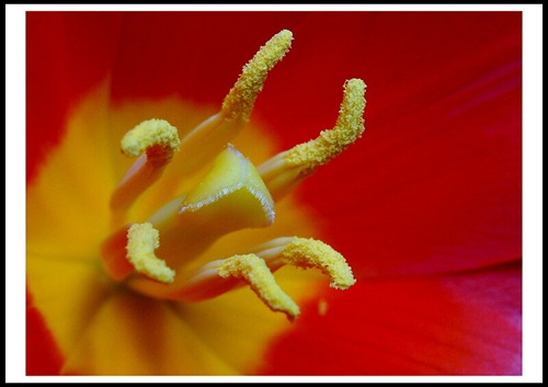 Detail tulipánu