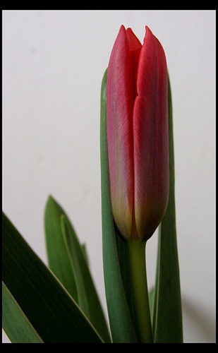 Púčik tulipánu