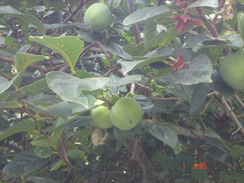 ovocie Sicílie-hurmikaki