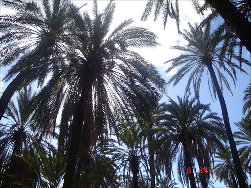 palmový park v Palerme