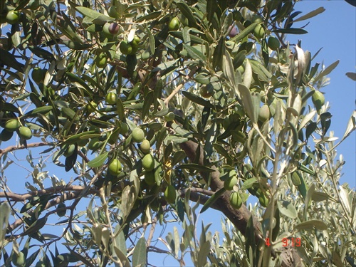 olivy na Sicílii