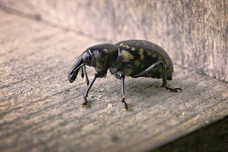 Tvrdoň deväťsilový (Liparus glabrirostris)