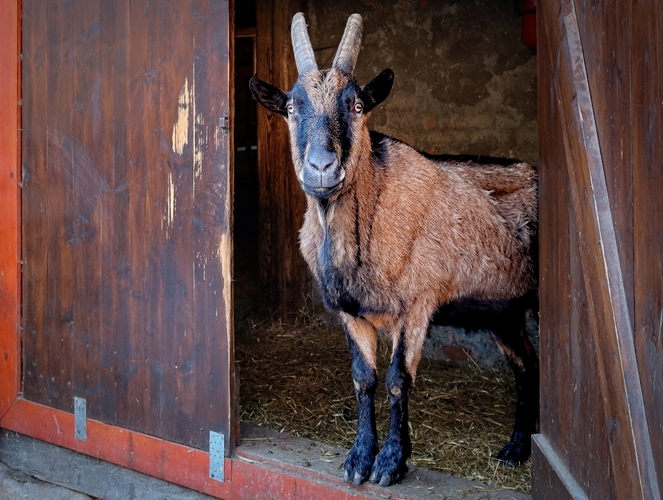 Pozdrav z Chaty pod Suchým