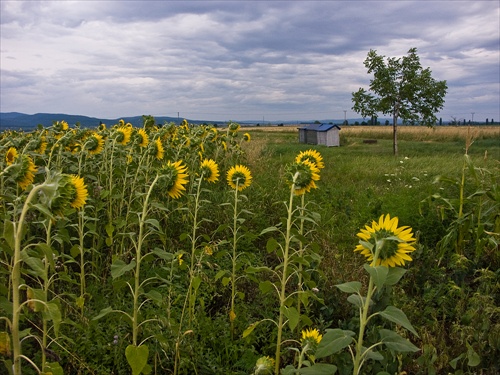 Včelie teritórium