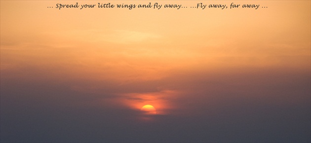 ... fly away ...