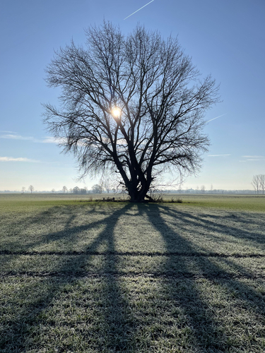... o strome slnku a námraze ...