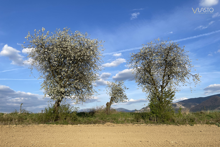 ... traja zakvitnutí ... 