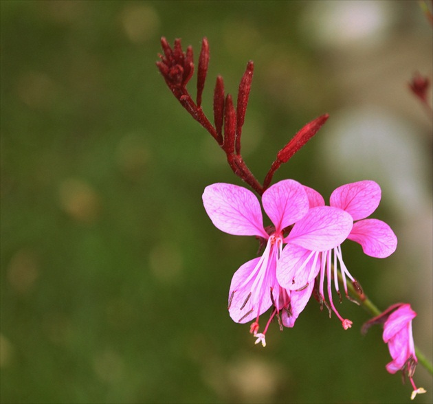 gaura