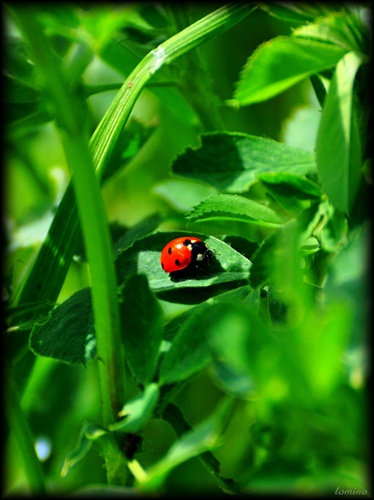ladybird :)