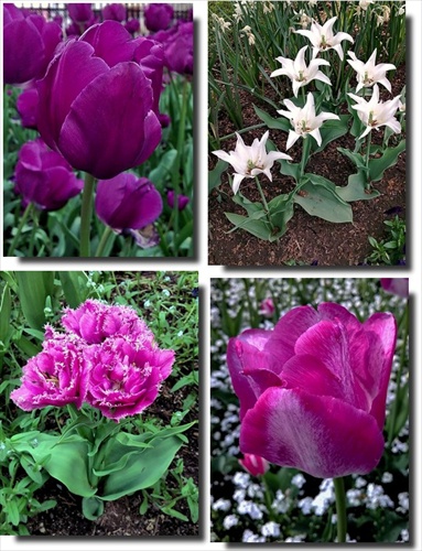 tulipánové variácie
