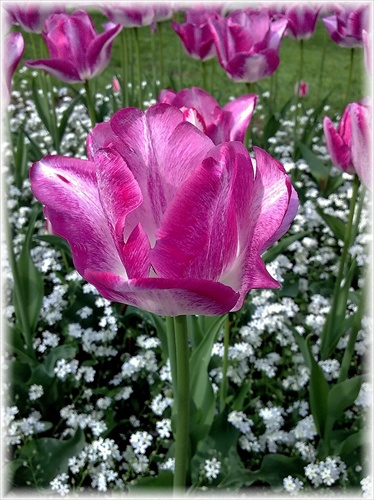 ešte tulipán...kým neodkvitnú