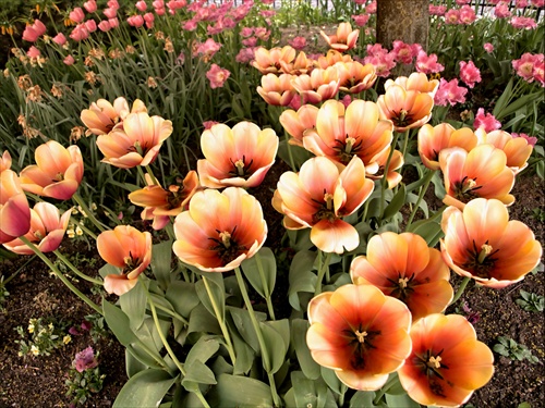tulipánová