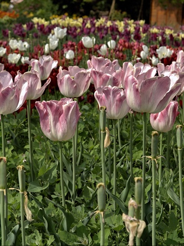 tulipánová 2