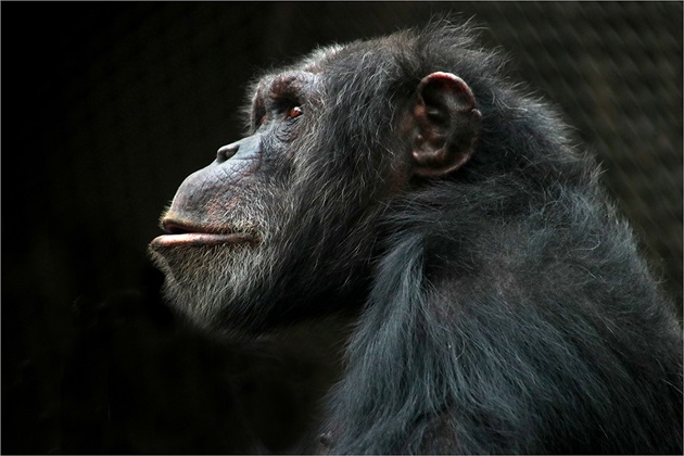 Šimpanzice profil 02