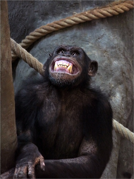 Šimpanz rozčilený