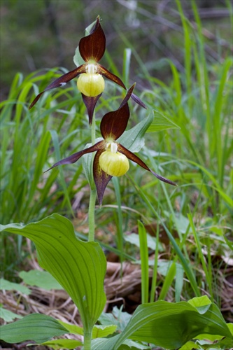 črievičník papučkový