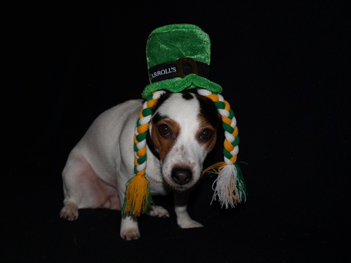 an irish dog