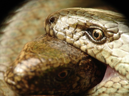 Hadí kanibal