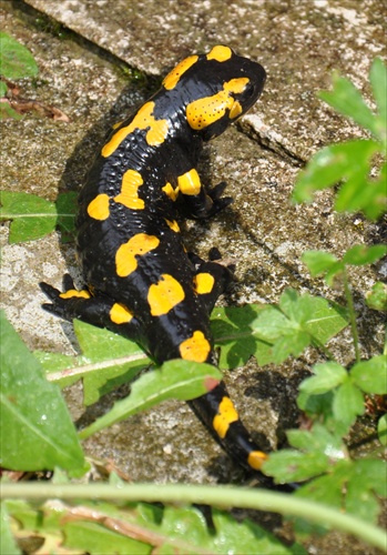 salamandra