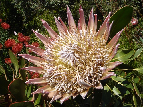 protea kráľovská, Kirstenbosch, JAR