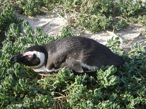 tučniak africký, JAR
