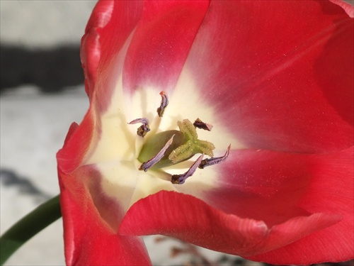 Tulipáániik