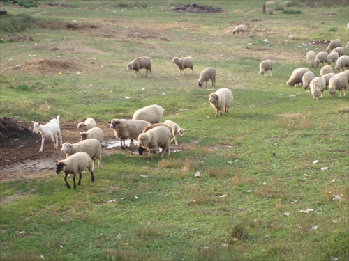 Košice-ovce moje ovce