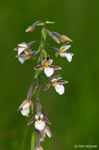 Slovenská orchidea Kruštík močiarny (Epipactis palustris)