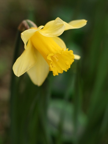 Narcis žltý